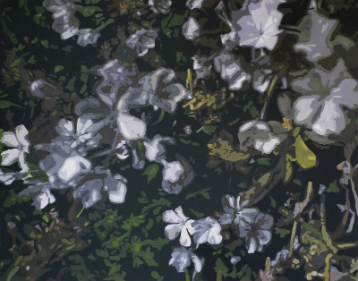 The Silent place with Night Flowers ©Peter Weidenbaum